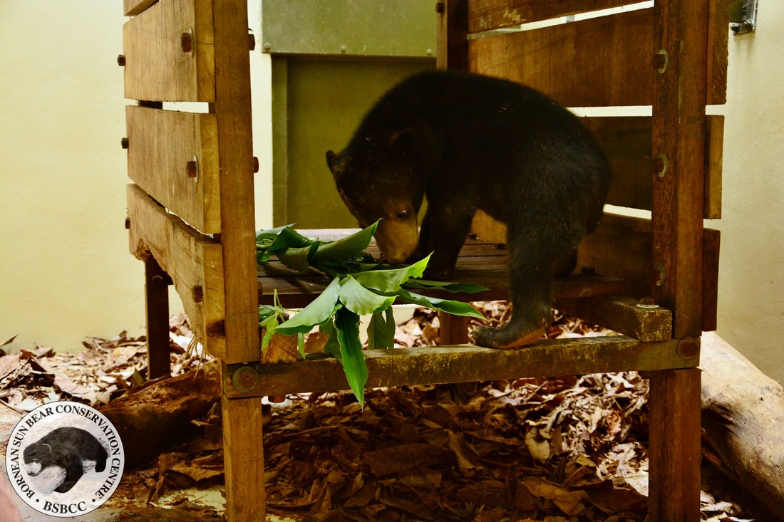 Noah require lots of different types of enrichment every day to keep him healthy and happy.