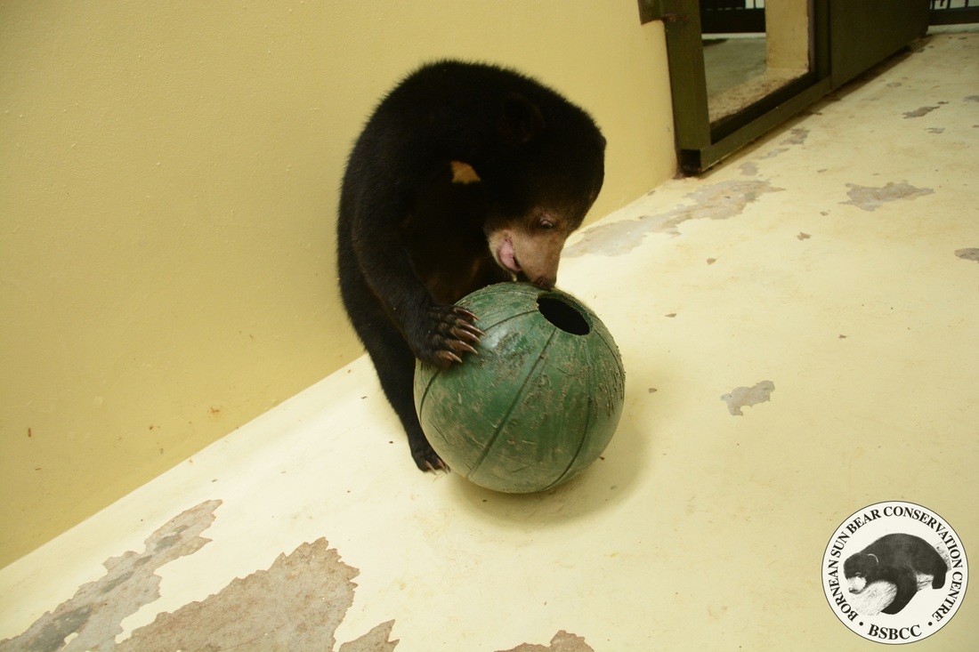 Search for tasty treats in her very own Aussie Ball !!